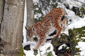 Lince - Lynx lynx